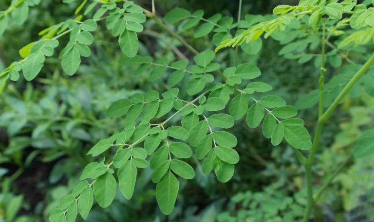 Moringa Oleifera